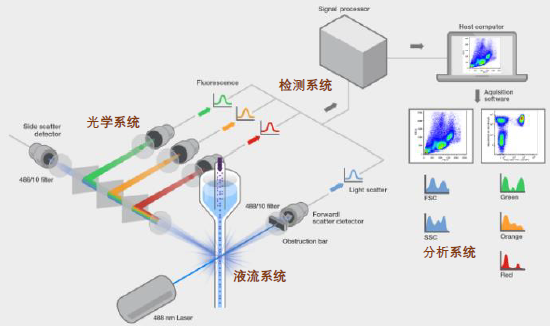 ②流式细胞仪系统